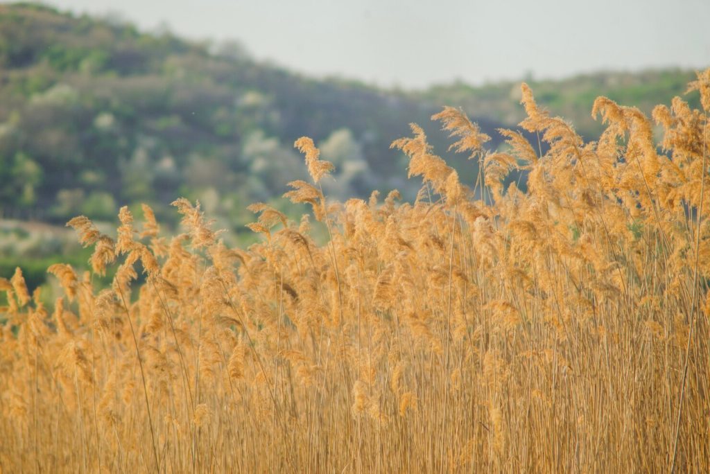 skup zbóż, sprzedaż zbóż