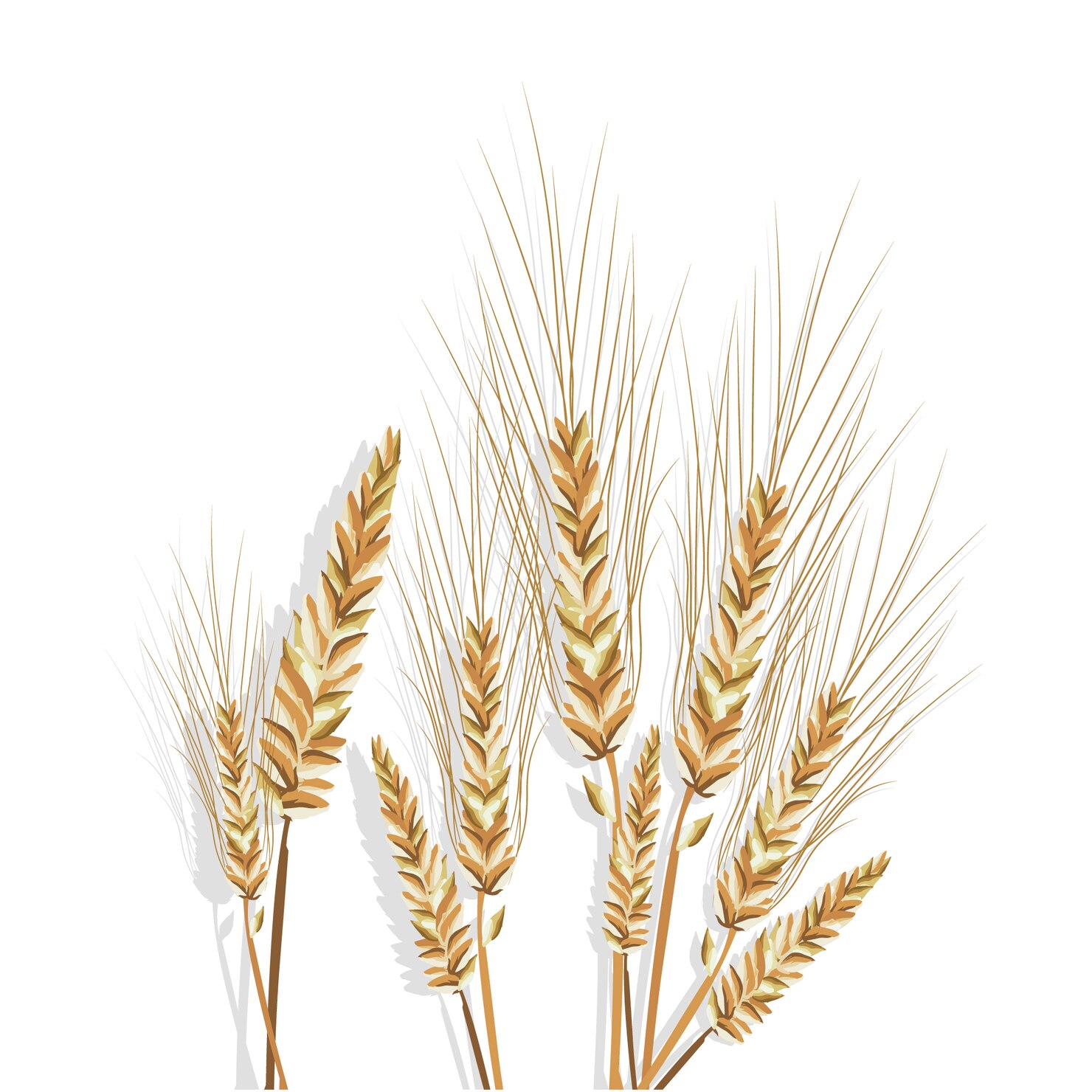 Alde-Prem: Your partner in grain purchase and sales 🌾